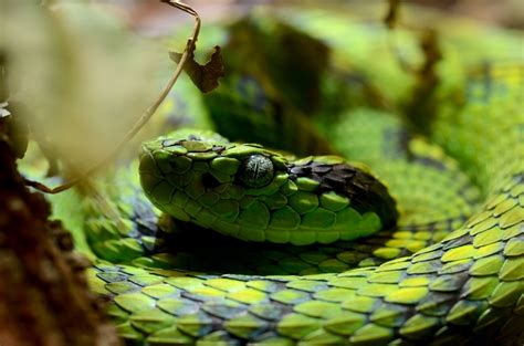 Sri Lankan Green Pit Viper Animalitic Animalitic