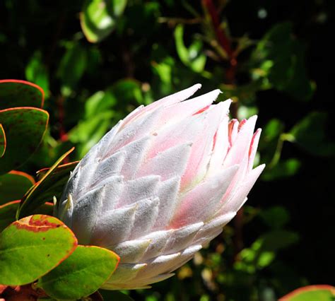 See more of proteas on facebook. Proteas | Farm Fresh Produce, Local and Regional