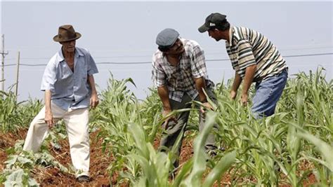 Cuba Programa De La Agricultura Urbana Suburbana Y Familiar People