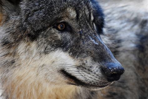 Dangerous Wild Wolf Free Stock Photo Public Domain Pictures