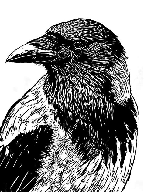 How To Draw A Crow Head Wallpaper4kpcgalaxy
