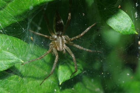 Domestic House Spider Media Encyclopedia Of Life