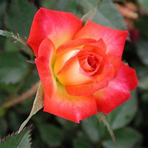 Fireworks ~ Miniature Rose Rose Flower Beautiful Roses Heirloom Roses