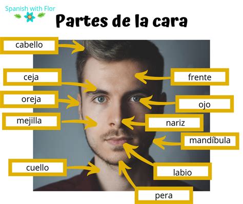 Parts Of The Face Learning Spanish Vocabulary Face Spanish Vocabulary