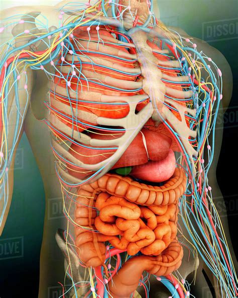 For anatomy and physiology students. Perspective view of human body, whole organs and bones ...