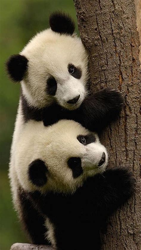 This Tree Is Mine Cute Panda Tap To See 9 Cute Animals