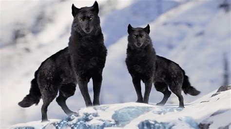 7 Most Beautiful Wolves In The World Youtube