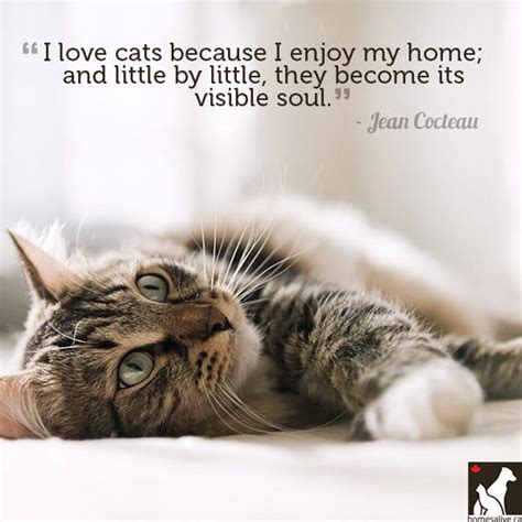 Quotes Love My Cat Quotesgram