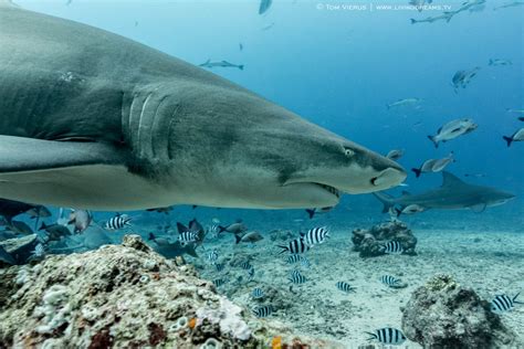 Sicklefin Lemon Shark At Shark Reef Marine Reserve Fiji By Tom Vierus