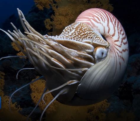 Underwater Curiosities Nautilus Creepy Animals