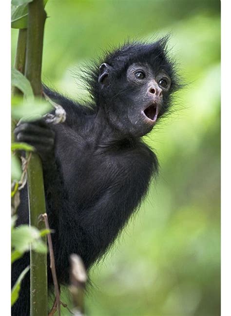 A Young Black Spider Monkey Calling From A Tree In A Bolivian Rescue
