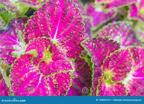 Pink And Green Leaves Of Coleus Plant Stock Image Image Of Flower