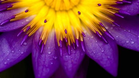 Yellow And Purple Flower Purple Water Drops Lilies Flowers Hd