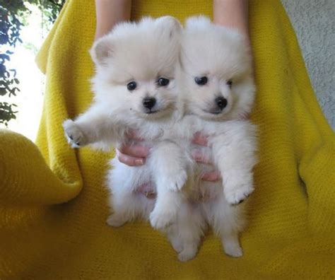 Regalo Pomerania Mini Toy Para Adopción Perros Pequeños En Adopcion