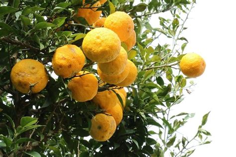 In Ancient Rome Citrus Fruits Were Status Symbols Citrus Fruit