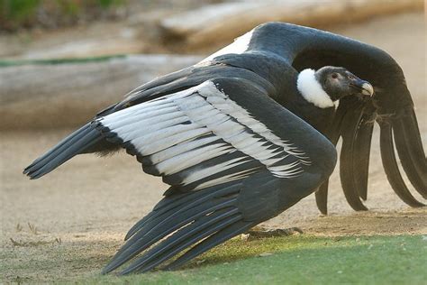 Califia Andean Condor San Diego Zoo Safari Park Andean Condor San