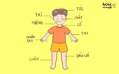 【ベトナム語の単語】 11 「bỘ PhẬn CƠ ThỂ NgƯỜi 人体各部位」