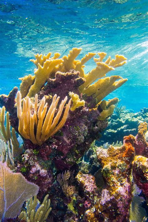 Coral Reef Found Near Turks And Caicos Islands Ocean Life