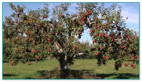 Fruit Trees For Sale Near Me