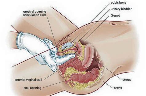 Male Ejaculation Process