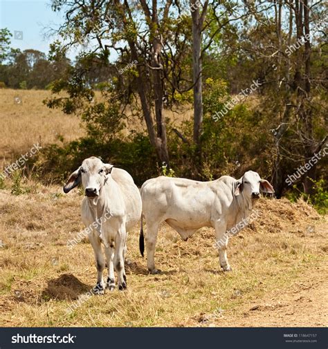 Two Grey Brahman Cows Free Range On Australian Cattle Ranch Stock Photo