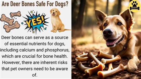 Are Deer Bones Safe For Dogs Risks Benefits