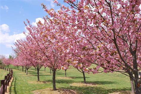 This is one of the main spring flowering trees planted in the washington tidal basin, common on us capitol grounds and around the library of congress. Kwanzan Flowering Cherry Tree | Flowering cherry tree ...