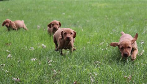 Earn points & unlock badges learning, sharing & helping adopt. Lone Oaks Vizslas - Hutchinson, MN | Puppies For Sale