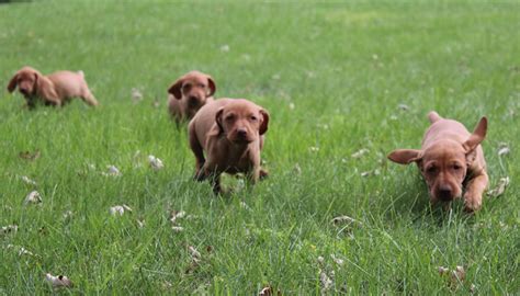 The group for vizsla puppies from reputable breeders in the usa, for people seeking puppies and info, and for. Lone Oaks Vizslas - Hutchinson, MN | Puppies For Sale