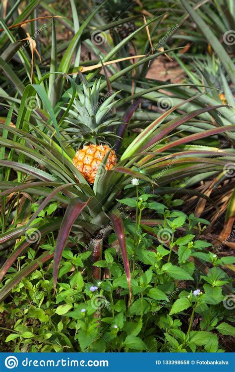 Pineapple Growing On A Tropical Plant Near Wild Flowers Stock Photo