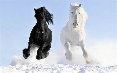 Horses Wallpapers Horse Awesome Allhdwallpapers
