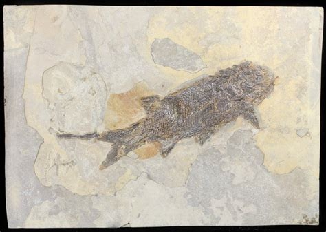84 Permian Fossil Fish Paramblypterus Germany 50727 For Sale