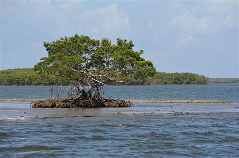 Ten Thousand Islands By Boat Florida Hikes