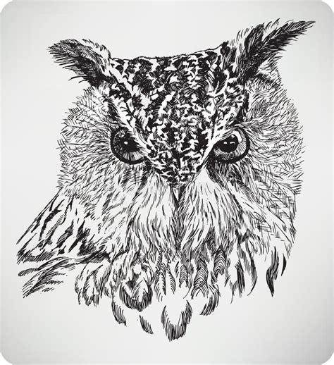 The Bird S Head Eagle Owl Hand Drawing Vector Illustration Stock