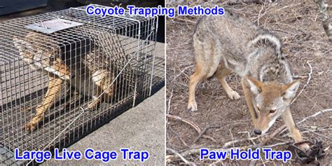 Coyote Trapping Tips And Sets