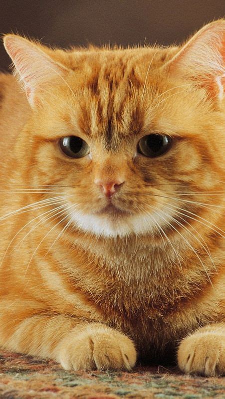 Can Orange Female Cats Have Kittens