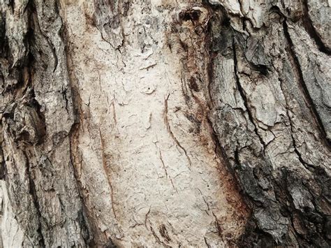 Old Tree Bark With Beautiful Patterns For Graphic Design Stock Photo