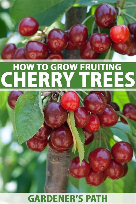 How To Grow And Care For Fruiting Cherry Trees Artofit