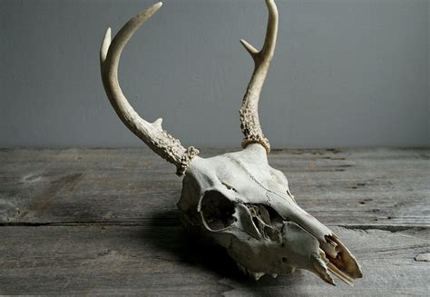 Deer Skull Deer Skulls Skull Skull And Bones