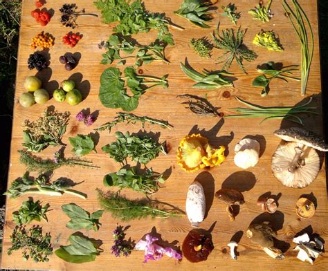 Wild Edibles A Beginners Guide To Foraging Practical Off Grid Living