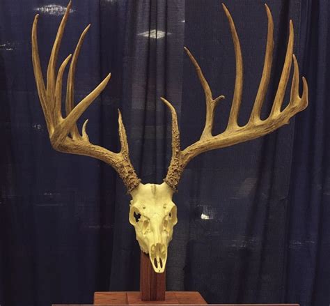 A 60 Year Old Buck Is The New Pa Record Typical Whitetail Outdoors