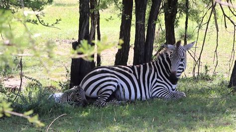 He knows exactly where the zebras live. zebra live birth - YouTube