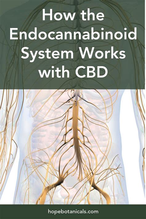 How The Endocannabinoid System Works With Cbd Hope Botanicals Cbd