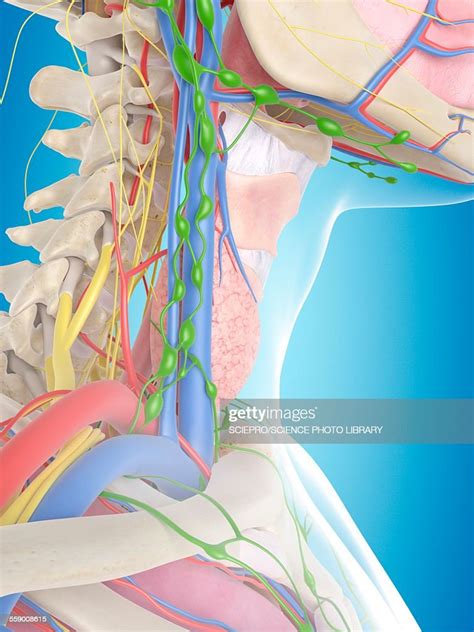 Human Neck Anatomy Illustration High Res Vector Graphic Getty Images
