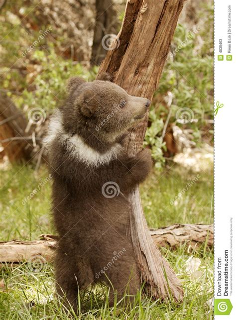 Grizzly Bear Cub Stock Image Image Of Furry Young Cute