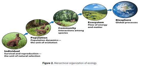 Environmental Science Organizational Hierarchy Diagram Quizlet