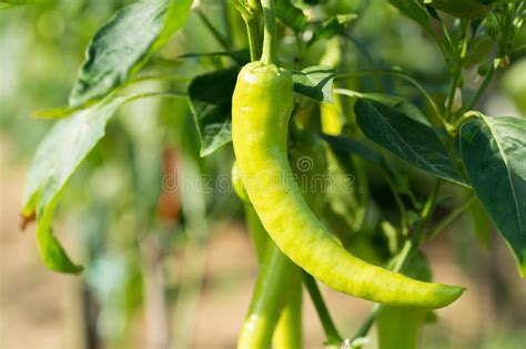 Green Peppers Growing In Greenhouse Stock Photo Image Of Chili Leaf