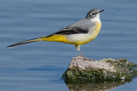 Grey Wagtail By Geoff Snowball Birdguides