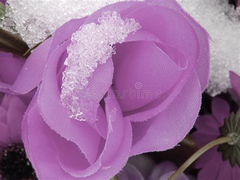 Pink Rose Covered With Snow Stock Image Image Of White Leaf 138195467