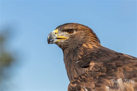Golden Eagle Portrait For Freedom Friday Tonys Takes Photography